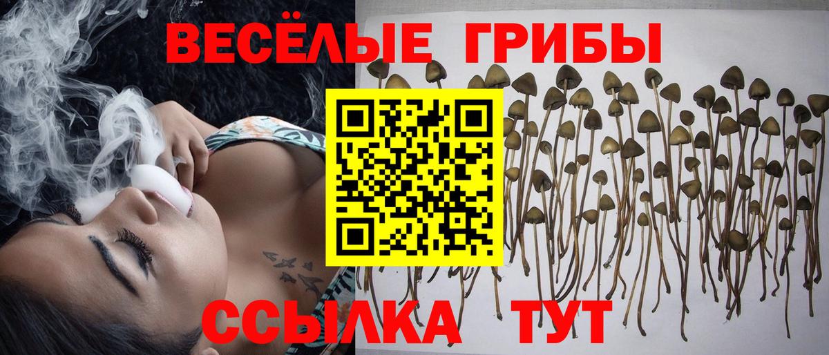 Сибай  Псилоцибиновые грибы прущие грибы  Вход с VPN  Псилоцибиновые грибы мицелий 